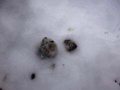 Haliaeetus albicilla