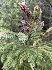 Picea rubens