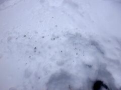 Haliaeetus albicilla