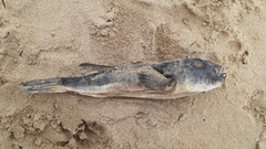 Amblyrhynchote honckenii