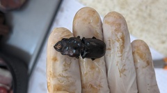 Lucanidae