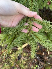 Picea rubens
