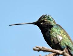 Heliomaster furcifer