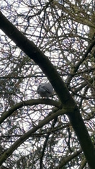 Columba palumbus palumbus