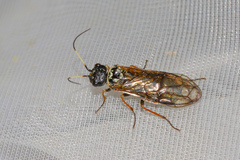 Cephalcia alpina