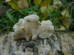 Antrodiella pallescens