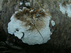 Antrodiella pallescens