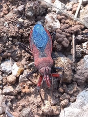 Rhynocoris marginatus