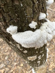 Schizophyllum