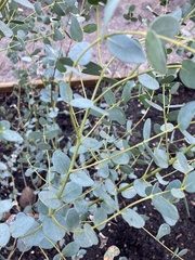 Eucalyptus cinerea