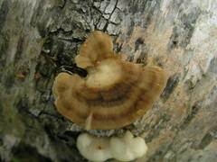Antrodiella pallescens
