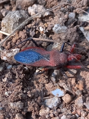 Rhynocoris marginatus