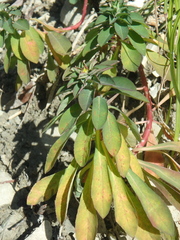 Helioscopia