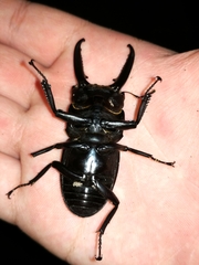 Serrognathus titanus platymelus