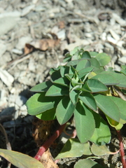 Helioscopia