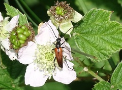 Stenurella bifasciata