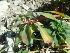 Helioscopia
