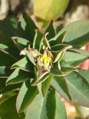 Helioscopia
