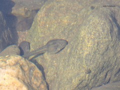Odontophrynus