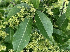 Searsia chirindensis