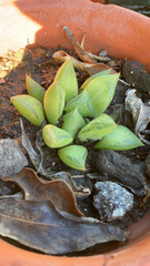 Haworthia