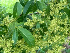 Searsia chirindensis