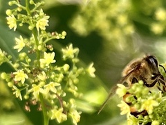 Searsia chirindensis