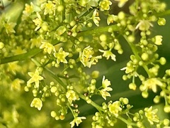 Searsia chirindensis