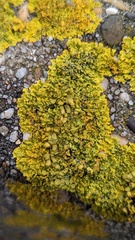 Xanthoria calcicola