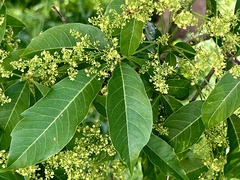 Searsia chirindensis