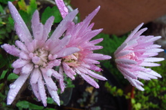 Lampranthus spectabilis