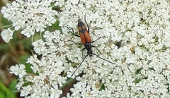 Stenurella bifasciata