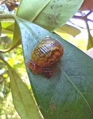 Simpulopsis decussata