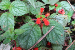 Kohleria