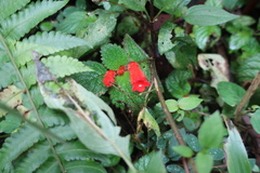 Kohleria