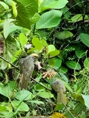 Pycnonotus zeylanicus