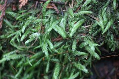 Plagiothecium undulatum