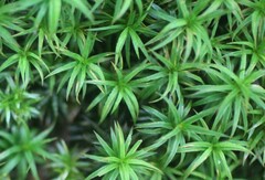 Polytrichastrum alpinum