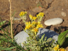 Jacobaea
