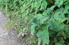 Munnozia