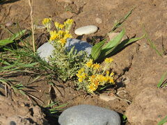 Jacobaea