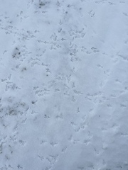 Plectrophenax nivalis