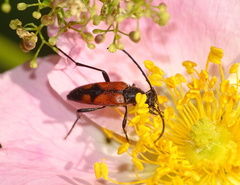 Stenurella bifasciata