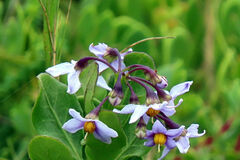 Solanum africanum