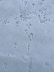 Plectrophenax nivalis