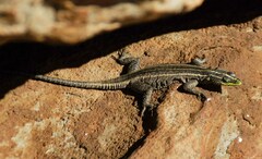 Platysaurus intermedius