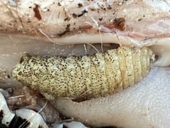 Cephenemyia