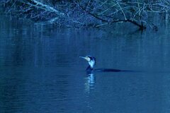 Phalacrocorax carbo sinensis