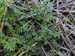 Achillea odorata