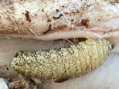 Cephenemyia